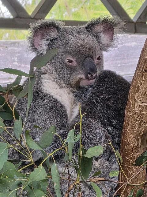 시드니 패키지 하나투어 윙메이트