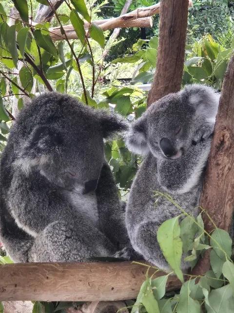 시드니 패키지 하나투어 윙메이트